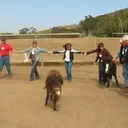 Logo of EQUINE EXPERIENTIAL EDUCATION ASSOCIATION E3A