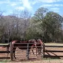 Logo of ZORROS CROSSING HORSE SANCTUARY