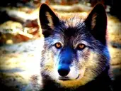 Logo of Pearsons Howling Timbers