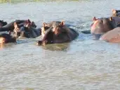 Logo of Winterdodger