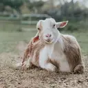 Logo of SOWA GOAT SANCTUARY