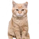 Logo of BAILEYS HUMAN RESCUE INCORPORATED