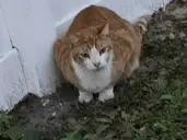 Logo of CATS IN KNEAD