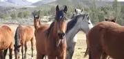 Logo of HIDDEN VALLEY WILD HORSE PROTECTION FUND