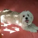 Logo of The Crossings Animal Society, Inc.