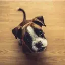 Logo de National Pet Advocacy and Welfare Society (NPAWS)