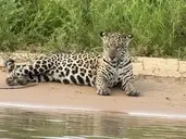 Logo of Felidae Conservation Fund