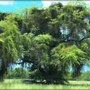 Logo of KALAELOA HERITAGE AND LEGACY FOUNDATION