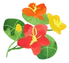Logo de Capucine Montessori School