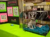 Logo of Mutts and Meows Rescue