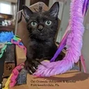 Logo of Care: Cat Crusade Adoption & Rescue