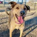 Logo of Cabot Animal Support Services