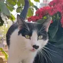 Logo de Gatos Cemiterio Consolação