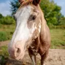 Logo of Happy Hooves Equine Resecue