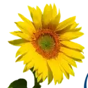 Logo of Comfort Hospice Care