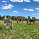 Logo of WINGS OF HOPE RANCH