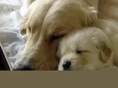 Logo of Bergin University of Canine Studies