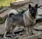 Logo of FOUR PAWS ELKHOUND RESCUE LTD