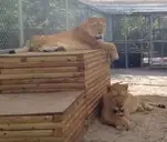 Logo of St. Augustine Wild Reserve