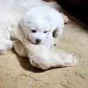 Logo de PYRENEES RESCUE OF WESTERN NC