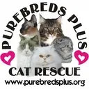 Logo of PUREBREDS PLUS CAT RESCUE