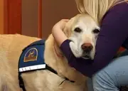 Logo de Courthouse Dogs Foundation