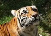 Logo of In-Sync Exotics, Inc.