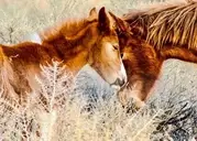 Logo of WILD HORSE CONNECTION CORPORATION