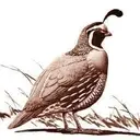Logo of MT DIABLO AUDUBON SOCIETY