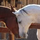 Logo of BITLESS AND BEAUTIFUL