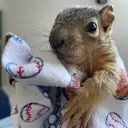 Logo of SNOOCCARS WILDLIFE CENTER