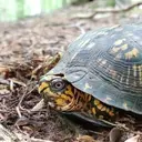 Logo of Virginia Outdoor Foundation