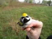 Logo of Wildlife Rescue League