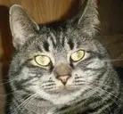 Logo of Fuzzbucket Farm Cat Rescue & Sanctuary