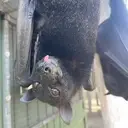 Logo of Lubee Bat Conservancy