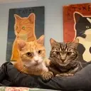 Logo of HANCOCK COUNTY HUMANE FOUNDATION INC