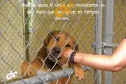 Logo of Puerto Rico Alliance for Companion Animals, Inc.