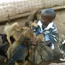 Logo of ANIMAL-KIND INTERNATIONAL