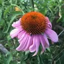 Logo de HANSBERRY GARDEN & NATURE CENTER INC