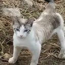 Logo de CO Companion Animal Sanctuary