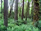 Logo of Friends of Tryon Creek