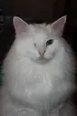 Logo of SAVE CATS AND OBLITERATE OVERPOPULATION