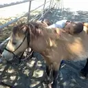 Logo of AMERICAN MADE MINIATURES FARM SANCTUARY