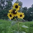 Logo of Starflower Experiences at Manor Farm