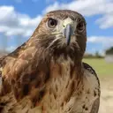 Logo of Avian Reconditioning Center