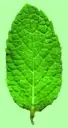 Logo de Hierbabuena
