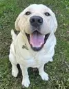 Logo of Guide Dog Foundation & America's VetDogs