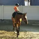 Logo of POLO PONY RESCUE INC