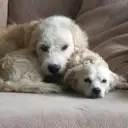 Logo of SPANDOW HOUSE DOG RESCUE