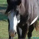 Logo de HORSEWORKS RANCH & RESCUE INC